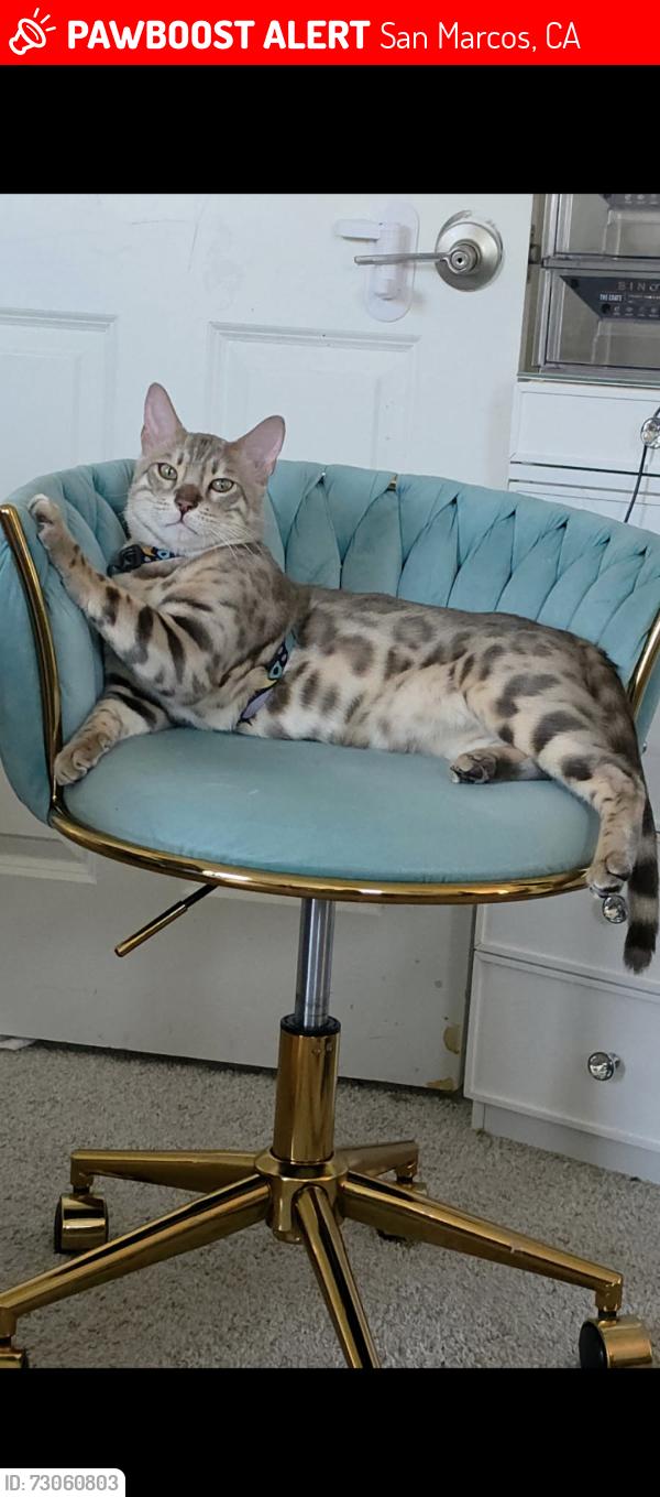 Lost Male Cat last seen Topanga/ crestline in san marcos foothills sante fe hills, San Marcos, CA 92069