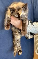 Shelter Stray Female Cat last seen Near Glenwood Rd, Decatur, GA 30032, 30032, GA, 3280 Chamblee Dunwoody Rd, Chamblee, GA 30341, USA
