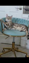 Lost Male Cat last seen Topanga/ crestline in san marcos foothills sante fe hills, San Marcos, CA 92069
