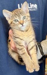 Shelter Stray Female Cat last seen Near Glenwood Rd, Decatur, GA 30032, 30032, GA, 3280 Chamblee Dunwoody Rd, Chamblee, GA 30341, USA