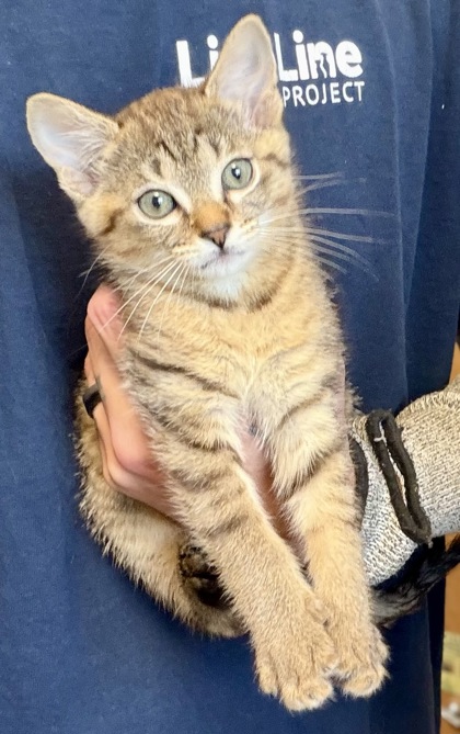 Shelter Stray Female Cat last seen Near Glenwood Rd, Decatur, GA 30032, 30032, GA, 3280 Chamblee Dunwoody Rd, Chamblee, GA 30341, USA