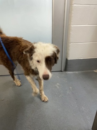 Shelter Stray Female Dog last seen Near E State Highway 114, Southlake, TX, 330 Rufe Snow Dr, Keller, TX 76248, USA