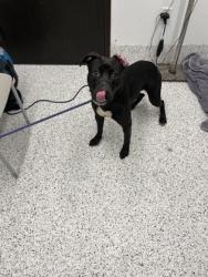 Shelter Stray Male Dog last seen Joseph E Boone Blvd and Joseph E Lowery Blvd NW, Atlanta, GA, 1251 Fulton Industrial Blvd NW, Atlanta, GA 30336, USA