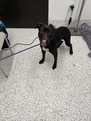 Shelter Stray Male Dog last seen Joseph E Boone Blvd and Joseph E Lowery Blvd NW, Atlanta, GA, 1251 Fulton Industrial Blvd NW, Atlanta, GA 30336, USA
