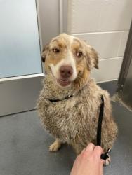 Shelter Stray Female Dog last seen Near E State Highway 114, Southlake, TX, 330 Rufe Snow Dr, Keller, TX 76248, USA