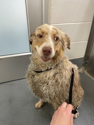 Shelter Stray Female Dog last seen Near E State Highway 114, Southlake, TX, 330 Rufe Snow Dr, Keller, TX 76248, USA