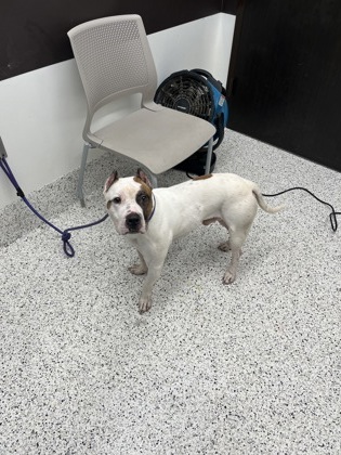 Shelter Stray Male Dog last seen Near Delmar Lane, Atlanta, GA, 1251 Fulton Industrial Blvd NW, Atlanta, GA 30336, USA