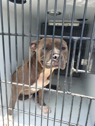 Shelter Stray Male Dog last seen Near jonesboro rd, South Fulton, GA, 1251 Fulton Industrial Blvd NW, Atlanta, GA 30336, USA