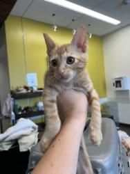 Shelter Stray Male Cat last seen Near Fulton ST SW, Atlanta, GA, 1251 Fulton Industrial Blvd NW, Atlanta, GA 30336, USA