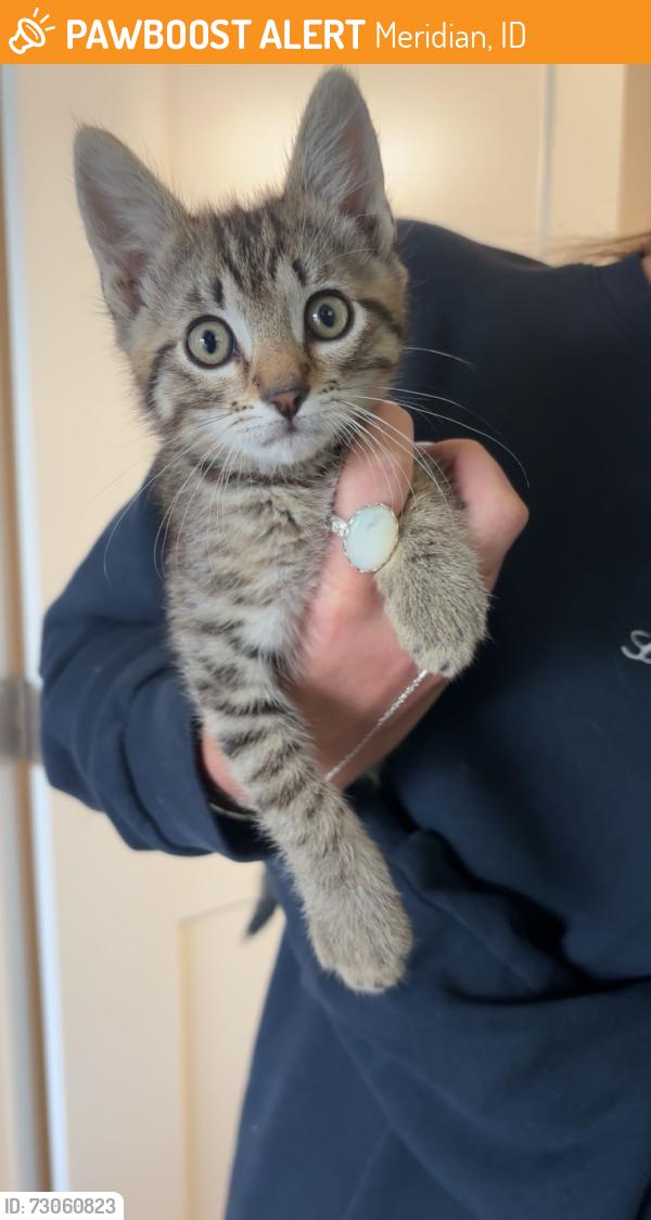 Found/Stray Female Cat last seen On the freeway right before the Meridian exit, Meridian, ID 83713