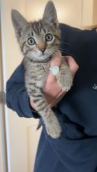 Found/Stray Female Cat last seen On the freeway right before the Meridian exit, Meridian, ID 83713