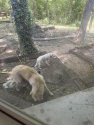 Found/Stray Unknown Dog last seen Waxahachie lake, Waxahachie, TX 75165
