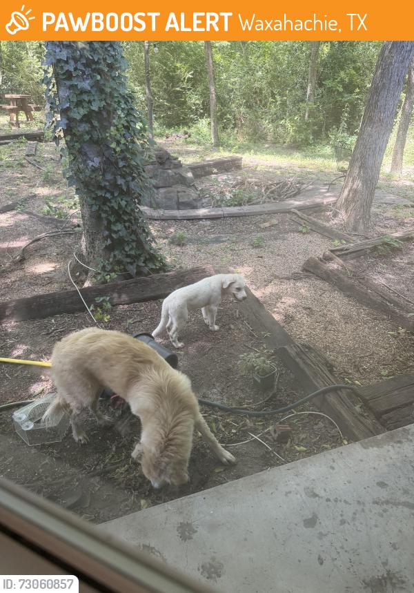Found/Stray Unknown Dog last seen Waxahachie lake, Waxahachie, TX 75165