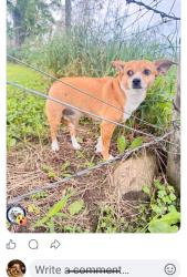 Found/Stray Female Dog last seen Wempletown Rd and Telegraph Rd, Burritt Township, IL 61088