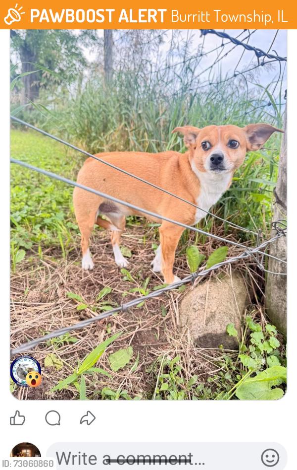 Found/Stray Female Dog last seen Wempletown Rd and Telegraph Rd, Burritt Township, IL 61088