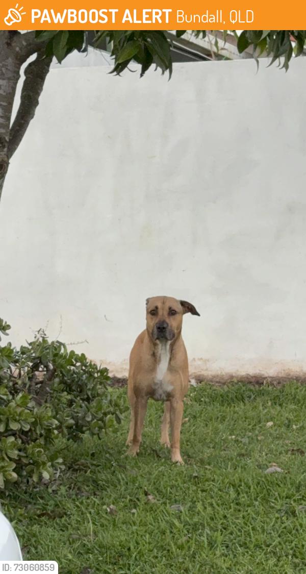 Found/Stray Unknown Dog last seen Crombie avenue, Bundall, QLD 4217