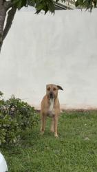 Found/Stray Unknown Dog last seen Crombie avenue, Bundall, QLD 4217