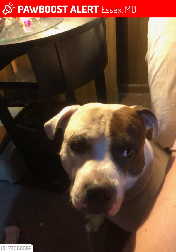 Lost Male Dog last seen He was staying with a friend and now I can't get ahold of her and have no idea we're my dog is..., Essex, MD 21221