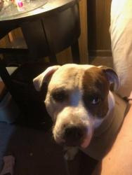 Lost Male Dog last seen He was staying with a friend and now I can't get ahold of her and have no idea we're my dog is..., Essex, MD 21221