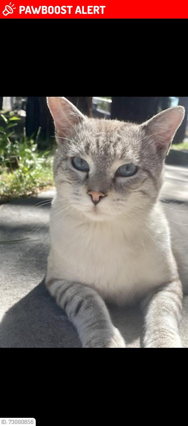 Lost Male Cat last seen Mountain View Ranches, Mountain View Ranches, AZ 86004