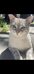 Lost Male Cat last seen Mountain View Ranches, Mountain View Ranches, AZ 86004