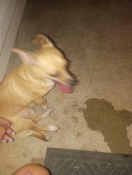 Found/Stray Female Dog last seen Akin street off of South Santa Fe and 89th, Oklahoma City, OK 73102