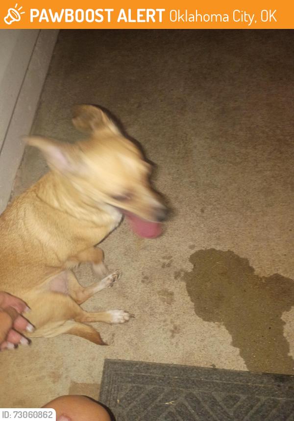 Found/Stray Female Dog last seen Akin street off of South Santa Fe and 89th, Oklahoma City, OK 73102
