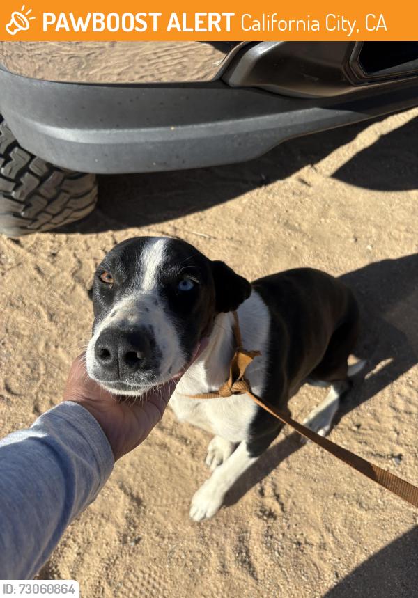 Found/Stray Female Dog last seen Virgina blvd, California City, CA 93505