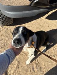 Found/Stray Female Dog last seen Virgina blvd, California City, CA 93505