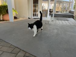 Reunited Female Cat last seen Sonora Road, Spokane Valley, WA 99037
