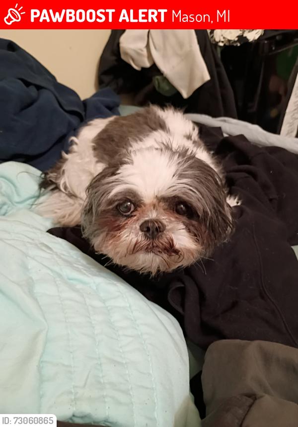 Lost Female Dog last seen Elm St/Steele Elementary, Mason, MI 48854