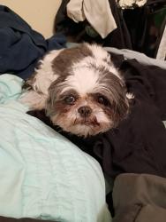 Lost Female Dog last seen Elm St/Steele Elementary, Mason, MI 48854