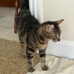 Shelter Stray Female Cat last seen Near Marina Boulevard, SAN LEANDRO, CA, 94577, 8323 Baldwin St, Oakland, CA 94621, USA