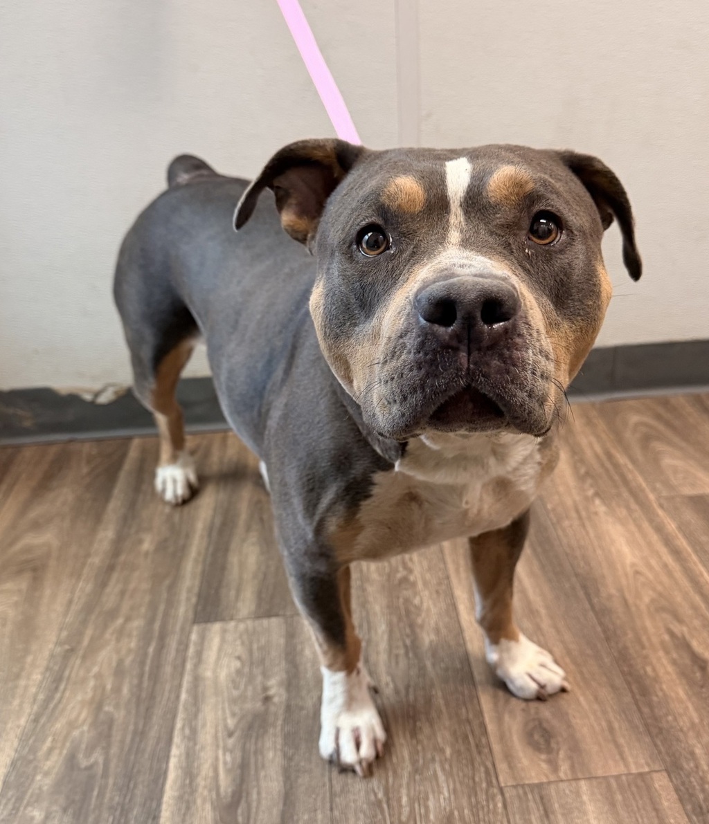Shelter Stray Female Dog last seen Near Sycamore Road, San Diego, CA, 92173, 5500 Gaines St, San Diego, CA 92110, USA