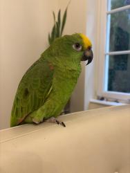 Reunited Female Bird last seen By the beach and tall buildings, Hallandale Beach, FL 33009