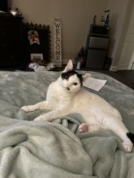 Lost Female Cat last seen Near sweet bay dr, Perris, California 92571, Perris, CA 92571