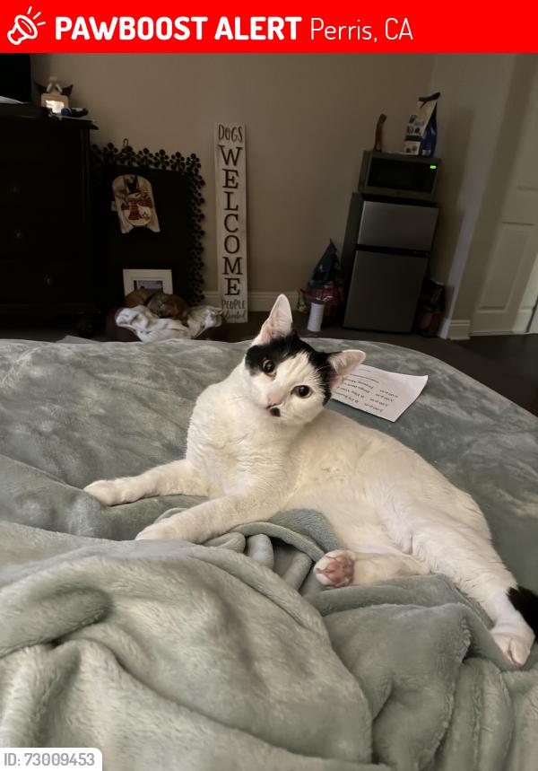 Lost Female Cat last seen Near sweet bay dr, Perris, California 92571, Perris, CA 92571