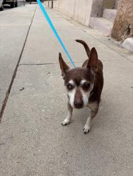 Found/Stray Male Dog last seen Garvey Middle school, Rosemead, CA 91770