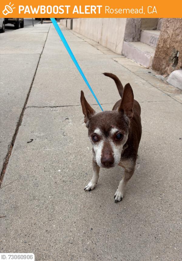 Found/Stray Male Dog last seen Garvey Middle school, Rosemead, CA 91770