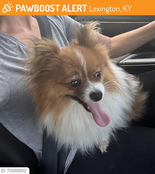 Found/Stray Male Dog last seen Limestone, Lexington, KY 40508