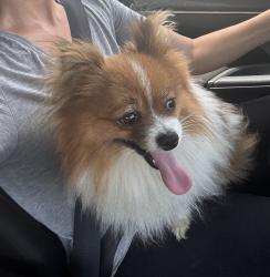 Found/Stray Male Dog last seen Limestone, Lexington, KY 40508