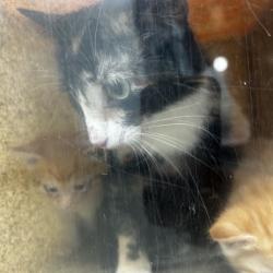 Shelter Stray Female Cat last seen , Animal Care & Control Team of Philly, 111 W Hunting Park Ave, Philadelphia, PA 19140, USA