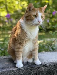 Lost Male Cat last seen Silver Fox drive, Columbus, IN 47203