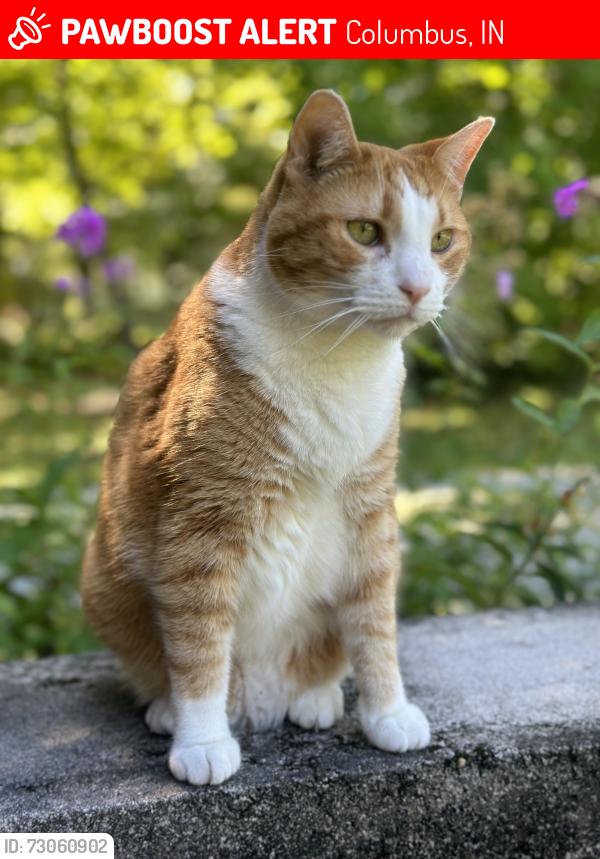 Lost Male Cat last seen Silver Fox drive, Columbus, IN 47203