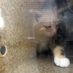 Shelter Stray Male Cat last seen , Animal Care & Control Team of Philly, 111 W Hunting Park Ave, Philadelphia, PA 19140, USA