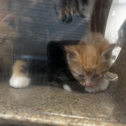 Shelter Stray Male Cat last seen , Animal Care & Control Team of Philly, 111 W Hunting Park Ave, Philadelphia, PA 19140, USA