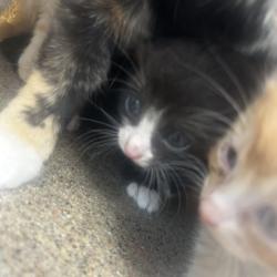 Shelter Stray Male Cat last seen , Animal Care & Control Team of Philly, 111 W Hunting Park Ave, Philadelphia, PA 19140, USA