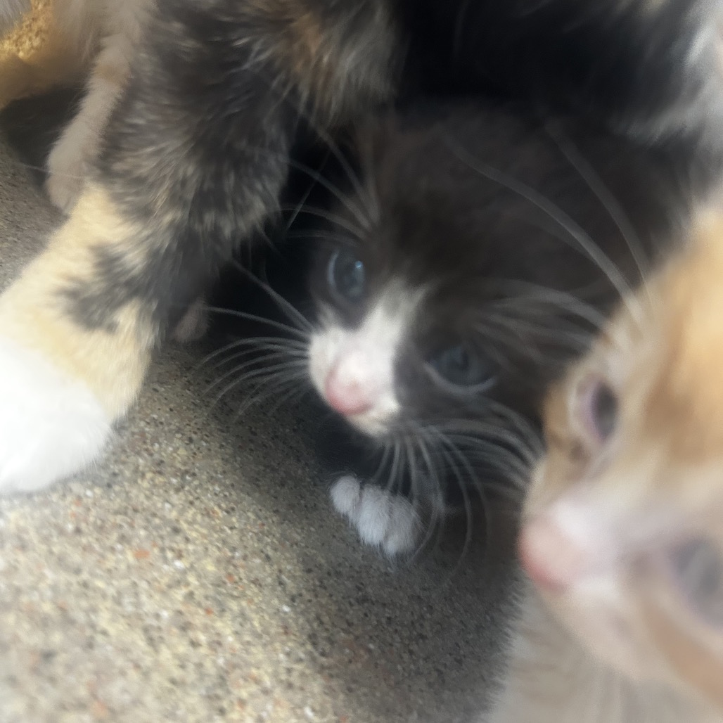 Shelter Stray Male Cat last seen , Animal Care & Control Team of Philly, 111 W Hunting Park Ave, Philadelphia, PA 19140, USA