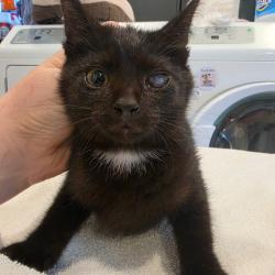 Shelter Stray Female Cat last seen , 825 W Jefferson St, Tipton, IN 46072, USA