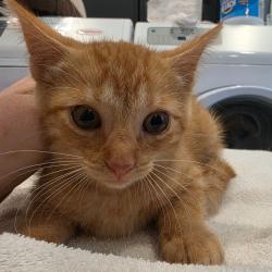 Shelter Stray Male Cat last seen , 825 W Jefferson St, Tipton, IN 46072, USA